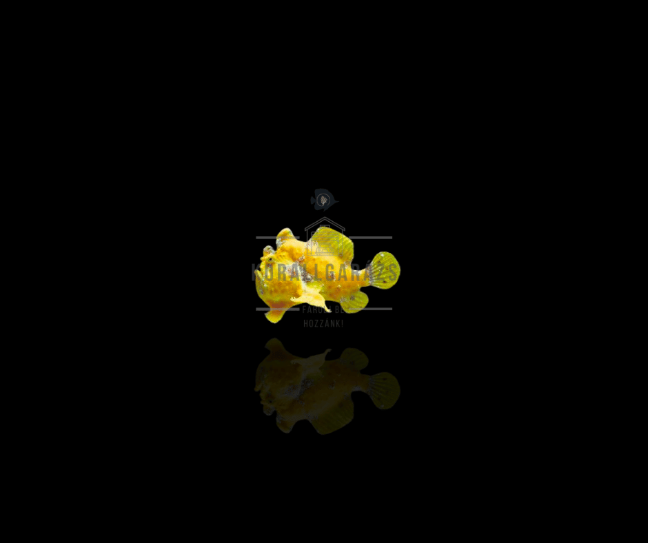 Antennarius (yellow)